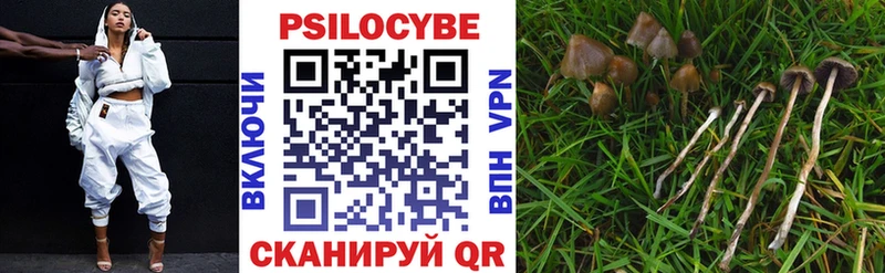 Галлюциногенные грибы Psilocybe  наркота  Бийск 